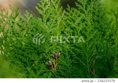 Dense Foliage of Thuja Occidentalis Close-Up Dense Foliage of Thuja Occidentalis Close-Up 138225570