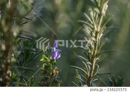 Flowering Rosemary Sprigs with Leaves Flowering Rosemary Sprigs with Leaves 138225573