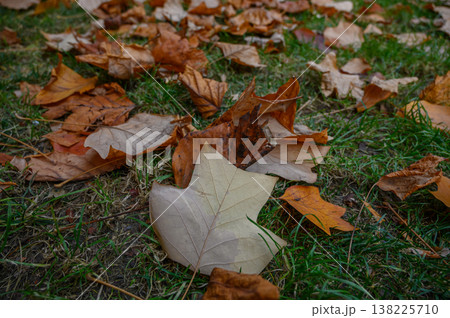 Fallen Autumn Leaves on Grass Close-Up Fallen Autumn Leaves on Grass Close-Up 138225710