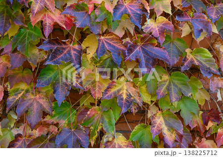 Boston Ivy in Vibrant Autumn Crimson Foliage Boston Ivy in Vibrant Autumn Crimson Foliage 138225712
