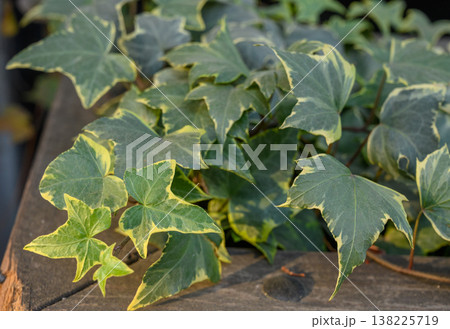 Variegated Cultivar of Common English Ivy 138225719