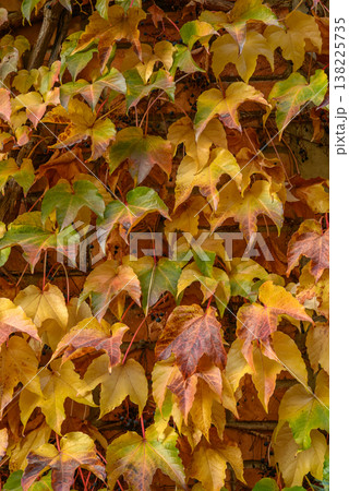 Boston Ivy Leaves on Wall 138225735