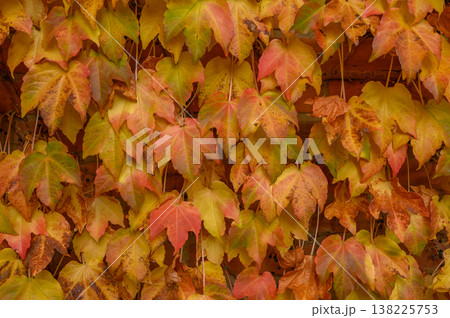 Fast-Growing Deciduous Vine of Grape Family 138225753