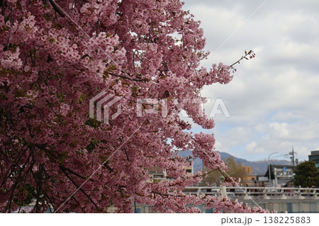 満開のピンク色の桜の木にピント合わせ空と人と町並みと山並みとぼかした風景 満開のピンク色の桜の木にピント合わせ空と人と町並みと山並みとぼかした風景 138225883
