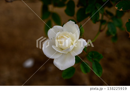 Beautiful white rose in full bloom with natural light and blurred green background. Ideal for themes of purity, elegance, and love. Beautiful white rose in full bloom with natural light and blurred green background. Ideal for themes of purity, elegance, and love. 138225919