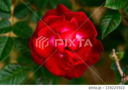 Red Rose Closeup with Soft Bokeh Red Rose Closeup with Soft Bokeh 138225922