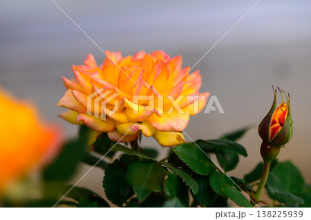 Yellow Roses in Bloom Single yellow rose in closeup with soft light Yellow Roses in Bloom Single yellow rose in closeup with soft light 138225939