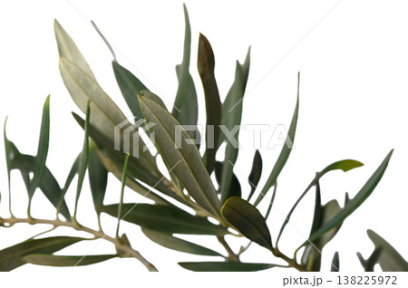 Olive Tree Leaves on White Background 138225972