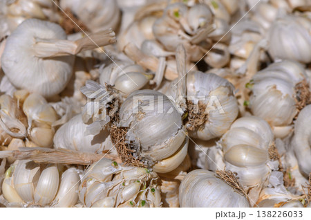 Garlic harvest reveals bountiful bulbs drying under warm sunlight in a rustic farm setting Garlic harvest reveals bountiful bulbs drying under warm sunlight in a rustic farm setting 138226033