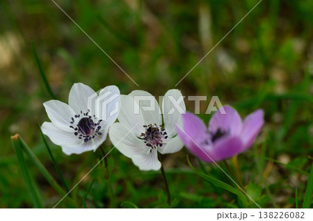 Delicate blooms in a sunlit meadow showcase the beauty of spring's vibrant colors alongside fresh green grass Delicate blooms in a sunlit meadow showcase the beauty of spring's vibrant colors alongside fresh green grass 138226082
