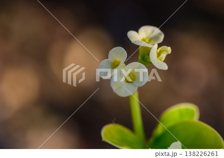Euphorbia Flowers in Natural Light 138226261