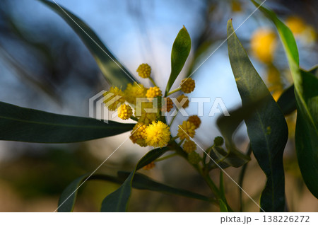 Bright yellow blossoms attract bees in a sunny garden during early morning hours 138226272