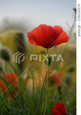 Bright red poppies bloom amidst a vibrant field of wildflowers in springtime beauty 138226274