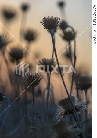 Dusk whispers among wildflowers in a tranquil meadow under a painted sky 138226276
