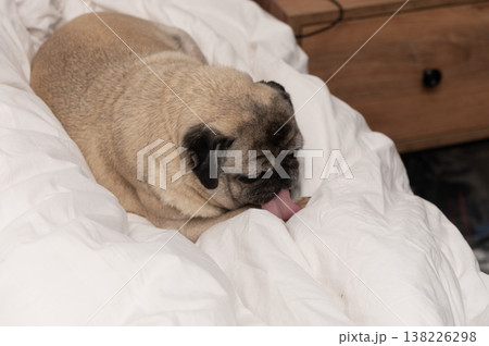 An elderly pug peacefully lying in bed, enjoying a calm and cozy rest. A perfect moment for pet, comfort, senior dog, and home lifestyle photography. 138226298