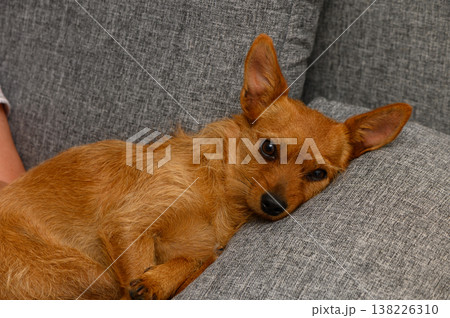 A small red dog with large ears, resembling a mini pinscher, curled up and sleeping peacefully on a sofa. Perfect for cozy, pet, and home lifestyle themes. A small red dog with large ears, resembling a mini pinscher, curled up and sleeping peacefully on a sofa. Perfect for cozy, pet, and home lifestyle themes. 138226310