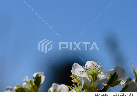 Delicate blossoms against a clear blue sky heralding the arrival of spring in a tranquil garden Delicate blossoms against a clear blue sky heralding the arrival of spring in a tranquil garden 138226432