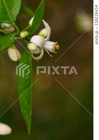 Delicate citrus blossoms reveal nature's beauty in a serene garden during the early bloom of springtime 138226454