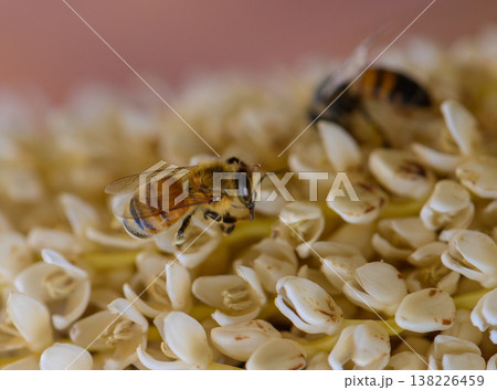 Close-up of a wild bee on a blooming date palm flower. Captured in natural light in the Mediterranean region. Natural pollination process. 138226459