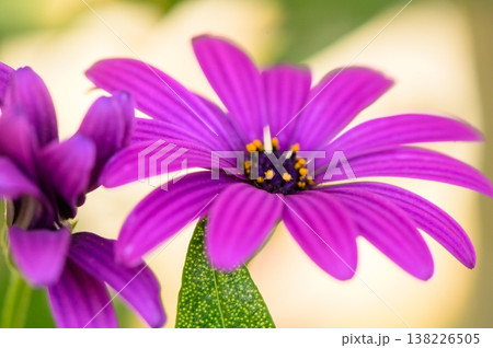 Osteospermum, or Colorful Daisy, is a vibrant flowering plant with purple, pink, and white petals. Osteospermum, or Colorful Daisy, is a vibrant flowering plant with purple, pink, and white petals. 138226505