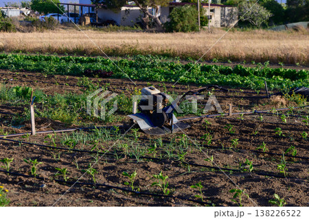 Cultivator in the Field in Cyprus Cultivator in the Field in Cyprus 138226522
