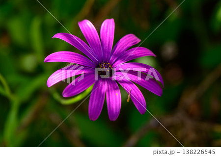 Osteospermum African Daisy Flower 1 Osteospermum African Daisy Flower 1 138226545