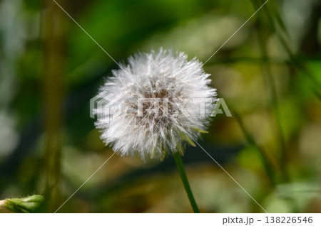 A bright yellow dandelion in full bloom stands out against a lush green grass background. This common wildflower symbolizes spring, freshness, and natural simplicity in outdoor environments. A bright yellow dandelion in full bloom stands out against a lush green grass background. This common wildflower symbolizes spring, freshness, and natural simplicity in outdoor environments. 138226546