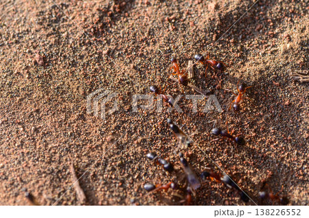 Macro photo of ants near the entrance of their nest. Captured in Northern Cyprus. Natural light, wildlife and insect behavior. 138226552