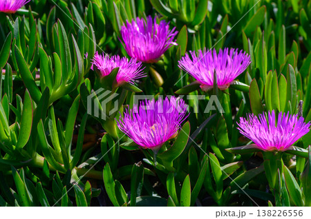 Bright yellow flower of Carpobrotus edulis blooming among thick green leaves, capturing the vibrant life of coastal Mediterranean landscapes. Bright yellow flower of Carpobrotus edulis blooming among thick green leaves, capturing the vibrant life of coastal Mediterranean landscapes. 138226556