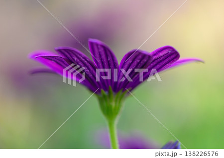 Osteospermum, also called Purple Daisy, is a beautiful flowering plant with stunning purple, white, and pink blooms. 138226576