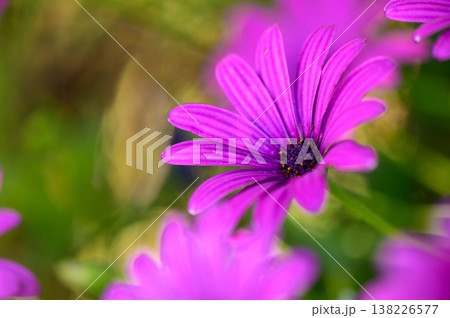 Osteospermum, known for its purple and pink blooms, is a popular garden plant. Osteospermum, known for its purple and pink blooms, is a popular garden plant. 138226577
