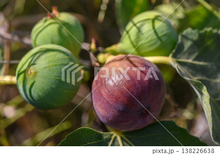Ripe fig fruit growing on tree branch in Cyprus 138226638
