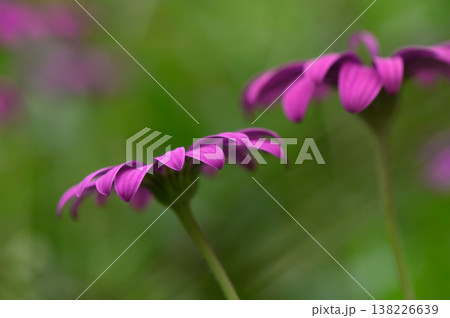 Vibrant purple blooms sway gently in the breeze under a clear summer sky in a tranquil garden setting 138226639