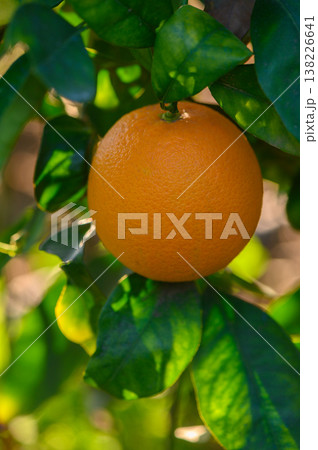 Bright orange fruit hangs delicately among vibrant green leaves in the warm sun 138226641