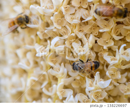 Macro image of a bee interacting with a date palm flower. Captured in Northern Cyprus. Natural light, perfect example of plant-insect symbiosis. Macro image of a bee interacting with a date palm flower. Captured in Northern Cyprus. Natural light, perfect example of plant-insect symbiosis. 138226697