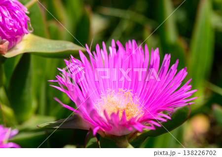 Fleshy green leaves of Carpobrotus edulis, a coastal succulent known for its edible fruit, growing in sandy Mediterranean soil under full sun. Fleshy green leaves of Carpobrotus edulis, a coastal succulent known for its edible fruit, growing in sandy Mediterranean soil under full sun. 138226702