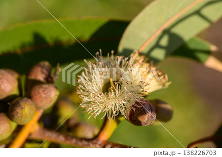 Eucalyptus flower buds macro, Northern Cyprus 138226703