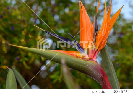 Bird of Paradise Flowers Against a Stone Wall in Cyprus Bird of Paradise Flowers Against a Stone Wall in Cyprus 138226723