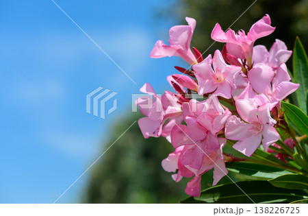 Beautiful pink oleander flowers blooming on a branch against a clear blue sky. Vibrant summer nature background with delicate petals and fresh green leaves. 138226725