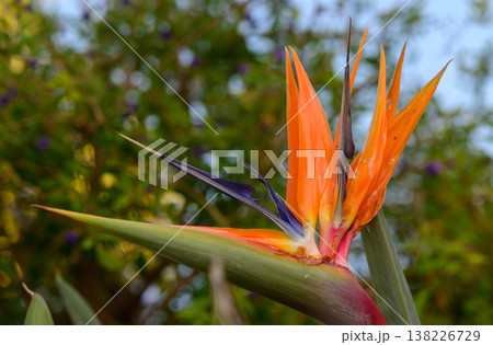 Vibrant Bird of Paradise (Strelitzia) flowers standing out against a rustic stone wall in Cyprus. A beautiful blend of tropical flora and traditional Mediterranean architecture. Vibrant Bird of Paradise (Strelitzia) flowers standing out against a rustic stone wall in Cyprus. A beautiful blend of tropical flora and traditional Mediterranean architecture. 138226729