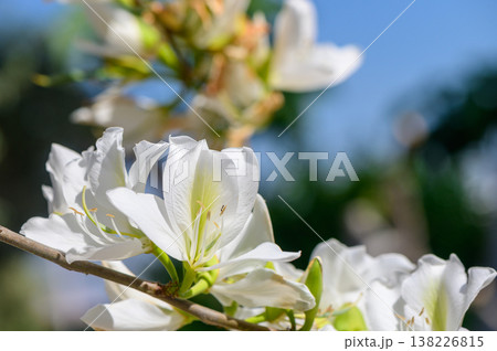 Close-up of white Bougainvillea alba bracts contrasted against a vivid blue sky, showcasing the papery texture of petals and glossy green leaves in natural light. Close-up of white Bougainvillea alba bracts contrasted against a vivid blue sky, showcasing the papery texture of petals and glossy green leaves in natural light. 138226815