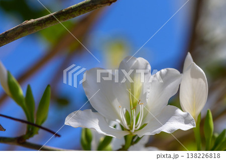 Sunlit White Bougainvillea Alba Branch Sunlit White Bougainvillea Alba Branch 138226818
