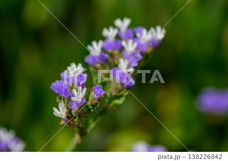 Limonium Flower by the Mediterranean Sea Limonium Flower by the Mediterranean Sea 138226842