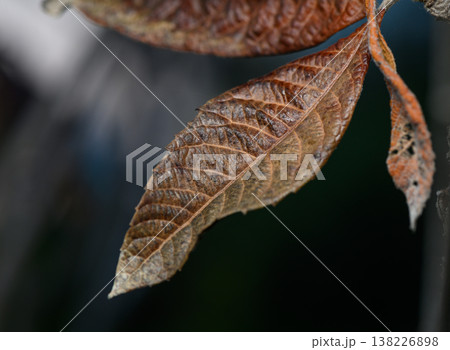 Nature's intricate patterns captured in a close-up of a weathered leaf in soft natural light Nature's intricate patterns captured in a close-up of a weathered leaf in soft natural light 138226898