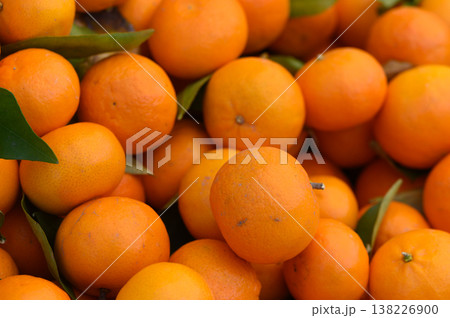Vibrant oranges basking in golden sunlight amidst lush green leaves at a sun-kissed orchard in the warm afternoon hours 138226900