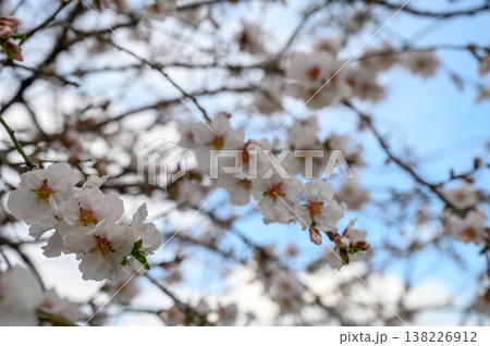 Cherry blossoms bloom against a bright blue sky in early spring's gentle embrace Cherry blossoms bloom against a bright blue sky in early spring's gentle embrace 138226912