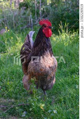 Majestic rooster proudly stands lush green grass in a tranquil backyard setting 138226919