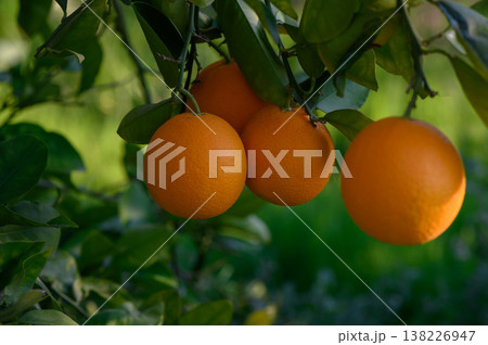 Lush oranges hanging from vibrant green branches in a sunlit orchard during early afternoon hours 138226947