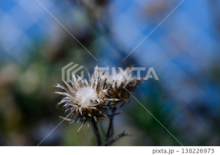 Delicate wildflowers bloom against a blurred fence under a vibrant blue sky 138226973
