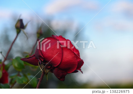 Red rose blooms gracefully against a soft blue sky at dawn in a tranquil garden setting 138226975